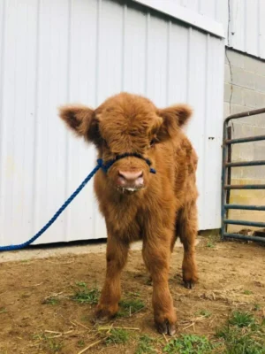 NAME: OWEN (Male)