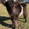 NAME: BRODIE (Male)