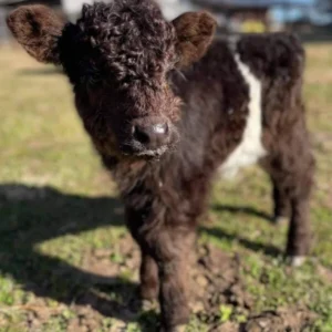 NAME: BRODIE (Male)