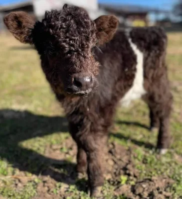 NAME: BRODIE (Male)
