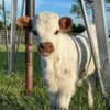 NAME: LIBERTY (female)