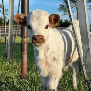 NAME: LIBERTY (female)