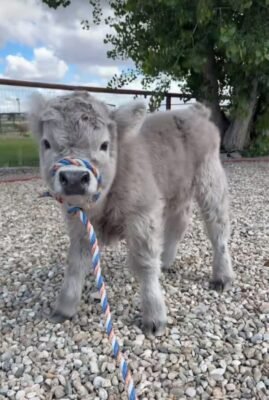 NAME: MAX (Male)