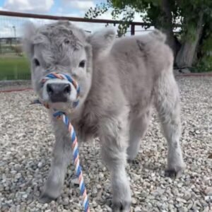 NAME: MAX (Male)