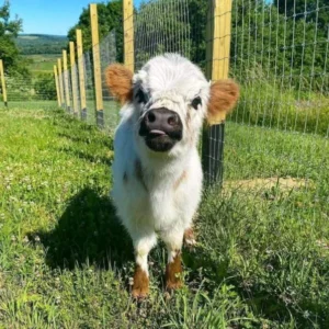 NAME: RUSTY (Male)
